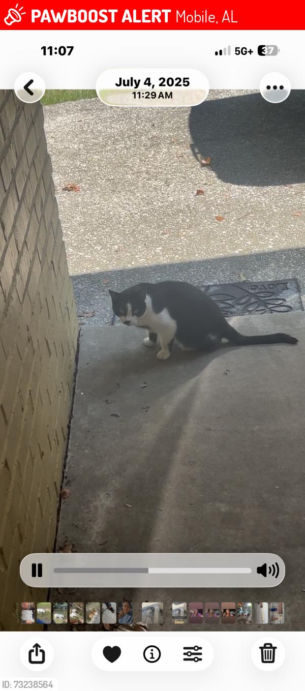 Lost Female Cat last seen By mullinax ford on airport & Cody, Mobile, AL 36695