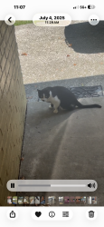 Lost Female Cat last seen By mullinax ford on airport & Cody, Mobile, AL 36695