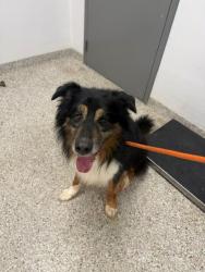 Shelter Stray Male Dog last seen Amity Ave, Gastonia, NC, 1491 Business Park Ct, Gastonia, NC 28052, USA
