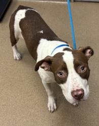 Shelter Stray Male Dog last seen Near Brown Bark Cove, 30083, GA, 3280 Chamblee Dunwoody Rd, Chamblee, GA 30341, USA
