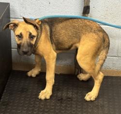 Shelter Stray Female Dog last seen Near Ruth Place, 30035, GA, 3280 Chamblee Dunwoody Rd, Chamblee, GA 30341, USA