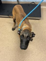 Shelter Stray Female Dog last seen Near Ruth Place, 30035, GA, 3280 Chamblee Dunwoody Rd, Chamblee, GA 30341, USA