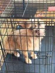 Shelter Stray Male Dog last seen Chauvin Dr, Cedar Hill, TX, 1150 E Pleasant Run Rd, Cedar Hill, TX 75104, USA