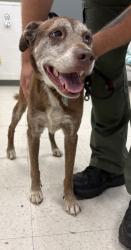Shelter Stray Female Dog last seen , Gulfport, MS, 2615 25th Ave, Gulfport, MS 39501, USA
