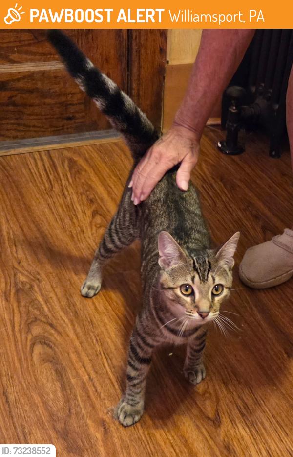 Found/Stray Male Cat last seen Ridge Ave and 4th st, Williamsport, PA 17701