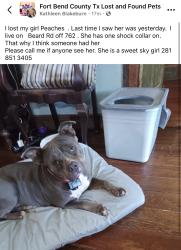 Lost Female Dog last seen Brazos State Bend park, Needville, TX 77461