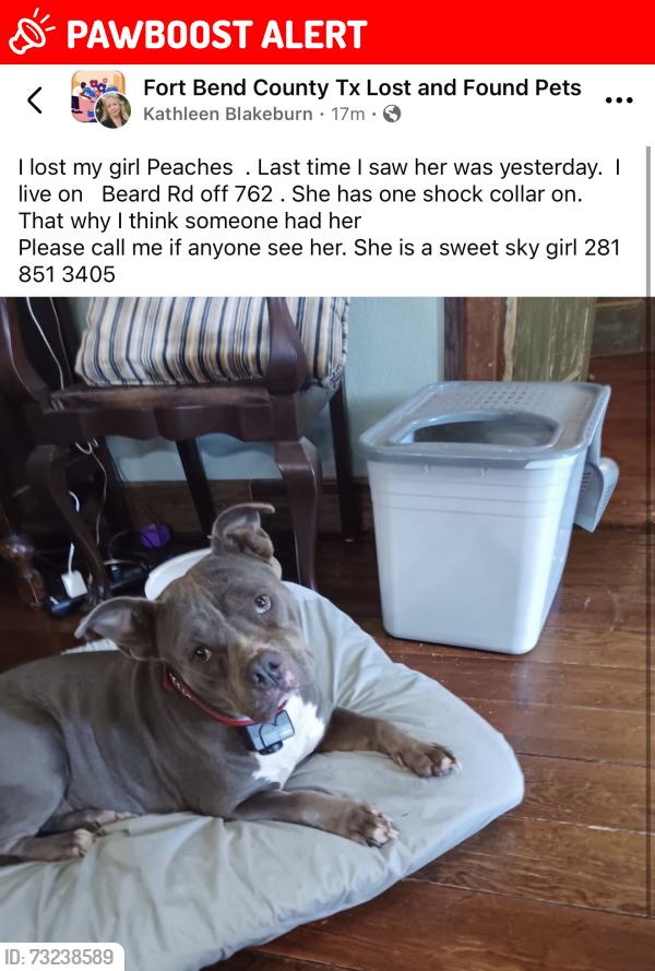 Lost Female Dog last seen Brazos State Bend park, Needville, TX 77461