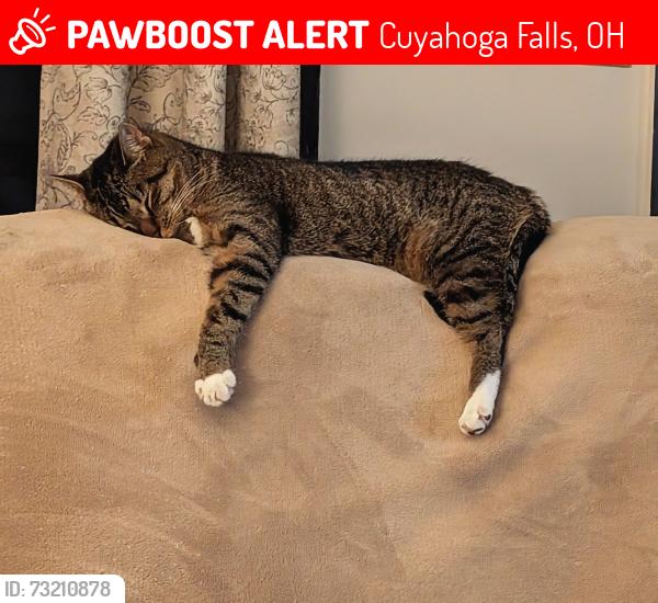 Lost Female Cat last seen Bailey and Filmore, Cuyahoga Falls, OH 44221