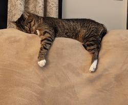 Lost Female Cat last seen Bailey and Filmore, Cuyahoga Falls, OH 44221