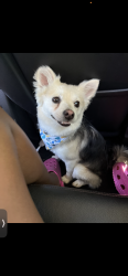 Lost Male Dog last seen 9th and Hoover or near central, Wichita, KS 67212