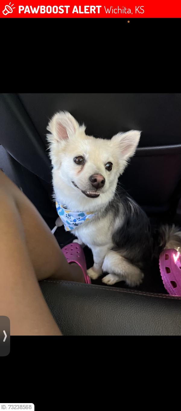 Lost Male Dog last seen 9th and Hoover or near central, Wichita, KS 67212