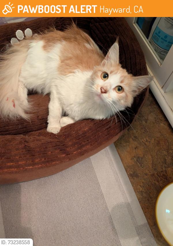 Found/Stray Female Cat last seen Fletcher, Hayward, CA 94541