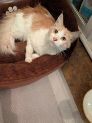 Found/Stray Female Cat last seen Fletcher, Hayward, CA 94541