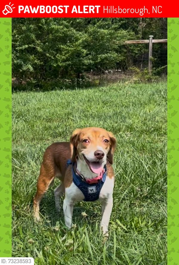 Lost Female Dog last seen W. Hill Ave. S & Orange Heights Loop Rd., Hillsborough, NC 27278, Hillsborough, NC 27278