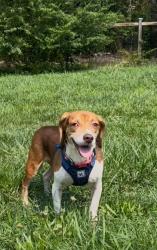 Lost Female Dog last seen W. Hill Ave. S & Orange Heights Loop Rd., Hillsborough, NC 27278, Hillsborough, NC 27278