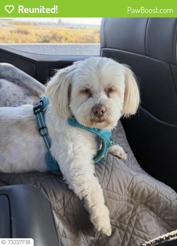 Reunited Female Dog last seen Orange Park Acres, CA 92869, USA, Orange Park Acres, CA 92869