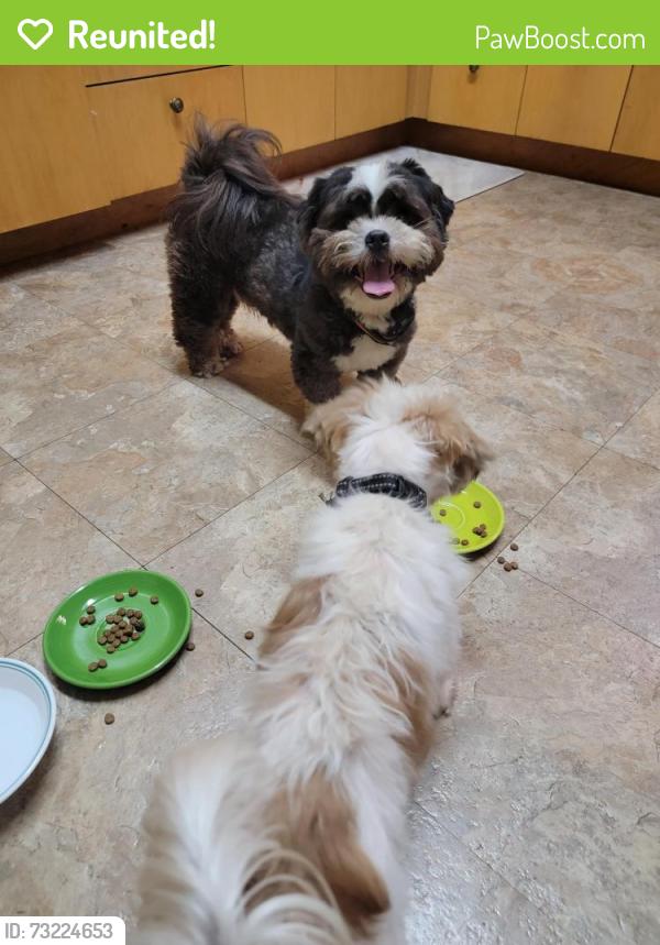 Reunited Male Dog last seen Home Depot on Davis, Pensacola, FL 32503