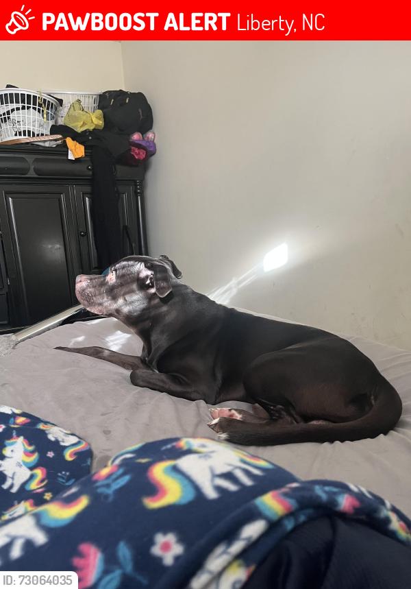 Lost Male Dog last seen Dollar general on new street, Liberty, NC 27298