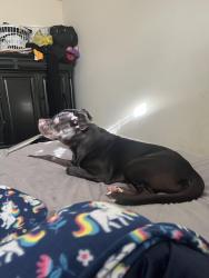 Lost Male Dog last seen Dollar general on new street, Liberty, NC 27298