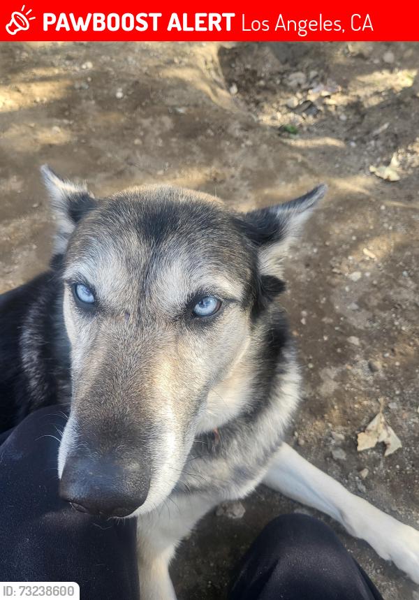 Lost Female Dog last seen By the Hansen Dam Aquatic center, Los Angeles, CA 91342