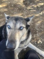 Lost Female Dog last seen By the Hansen Dam Aquatic center, Los Angeles, CA 91342