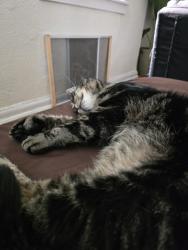Shelter Stray Male Cat last seen Outside of ACC, NEW YORK, NY, 10029, 326 E 110th St, New York, NY 10029, USA