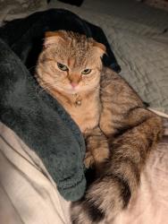 Reunited Female Cat last seen Pacific hwy, Longview, WA 98632
