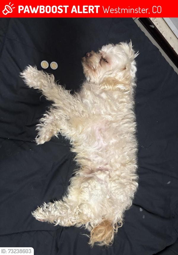Lost Male Dog last seen Water eold, Westminster, CO 80021