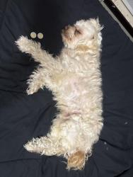 Lost Male Dog last seen Water eold, Westminster, CO 80021