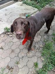 Found/Stray Male Dog last seen E 63rd street, Indianapolis, IN 46236