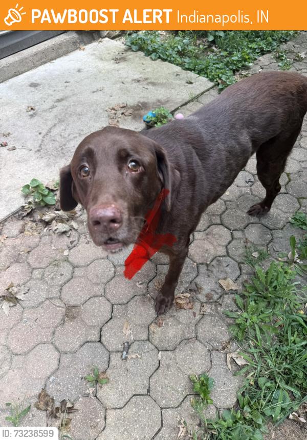 Found/Stray Male Dog last seen E 63rd street, Indianapolis, IN 46236