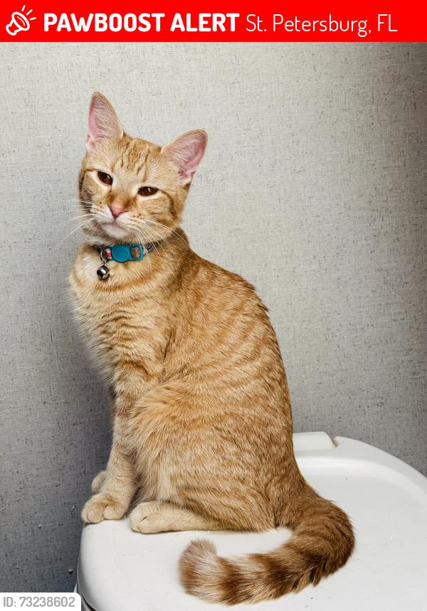Lost Female Cat last seen Pinellas trail, St. Petersburg, FL 33710