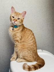 Lost Female Cat last seen Pinellas trail, St. Petersburg, FL 33710