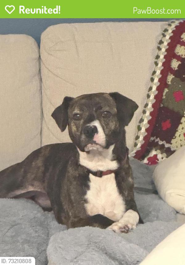 Reunited Female Dog last seen 9th and Olive, Pensacola, FL 32503