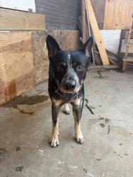 Found/Stray Male Dog last seen Near 135th st st, Gardena, CA 90247