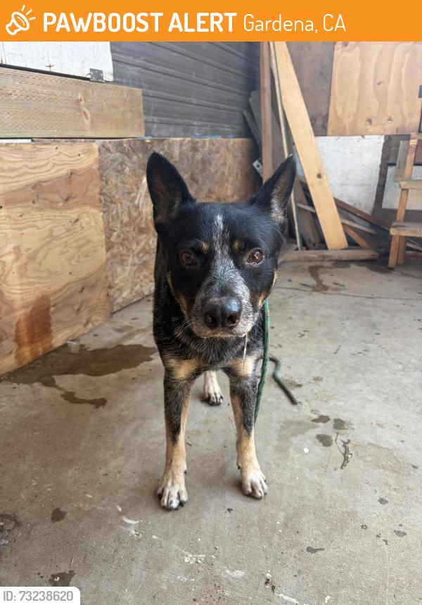 Found/Stray Male Dog last seen Near 135th st st, Gardena, CA 90247