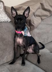 Lost Female Dog last seen Atterberry Wash And Chevrolet, Tucson, AZ 85747
