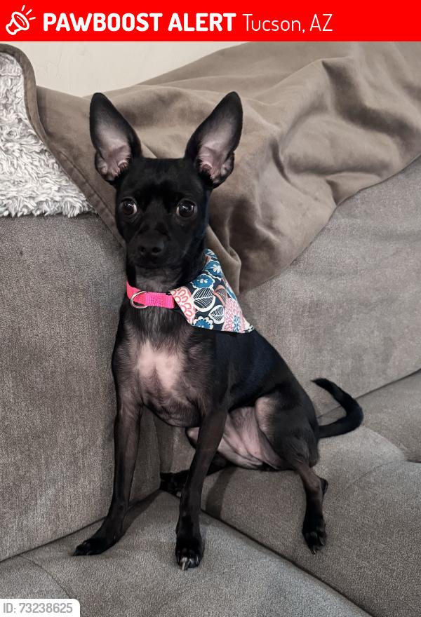 Lost Female Dog last seen Atterberry Wash And Chevrolet, Tucson, AZ 85747