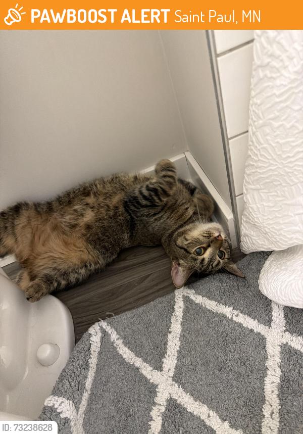 Found/Stray Unknown Cat last seen Upper Afton Road E. And Winthrop Street S., Saint Paul, MN 55119