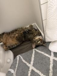 Found/Stray Unknown Cat last seen Upper Afton Road E. And Winthrop Street S., Saint Paul, MN 55119