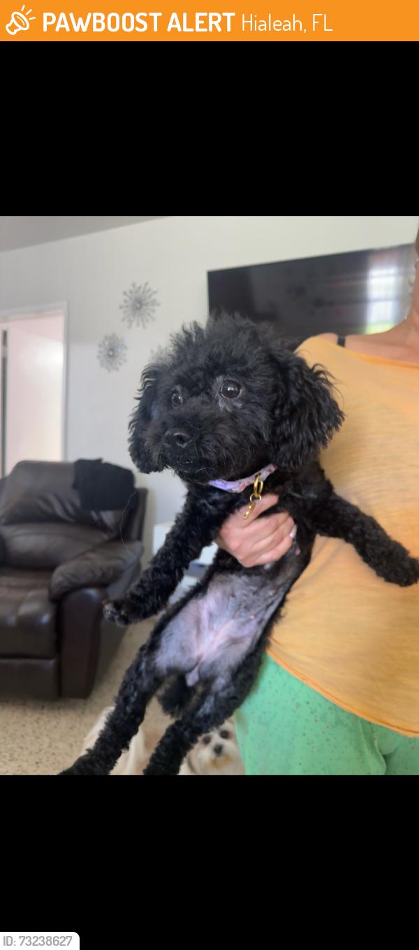 Found/Stray Female Dog last seen Near se 9 Ct. 33010, Hialeah, FL 33010
