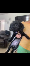 Found/Stray Female Dog last seen Near se 9 Ct. 33010, Hialeah, FL 33010
