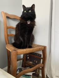 Lost Male Cat last seen Huron, Dollard-des-Ormeaux, QC H9G 2C2