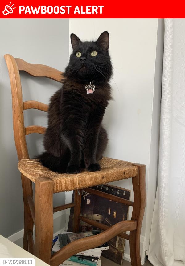 Lost Male Cat last seen Huron, Dollard-des-Ormeaux, QC H9G 2C2