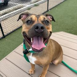 Shelter Stray Female Dog last seen , Animal Care & Control Team of Philly, 111 W Hunting Park Ave, Philadelphia, PA 19140, USA