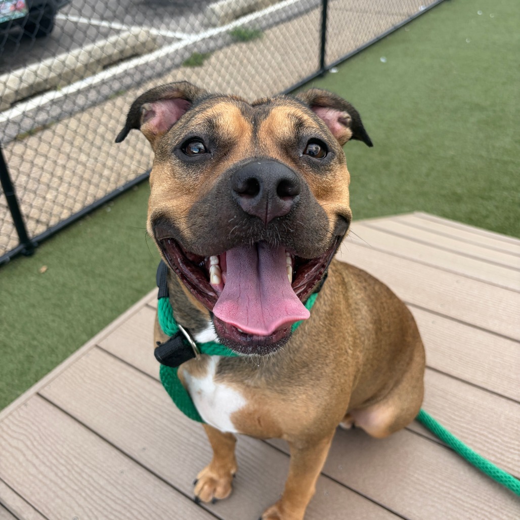 Shelter Stray Female Dog last seen , Animal Care & Control Team of Philly, 111 W Hunting Park Ave, Philadelphia, PA 19140, USA