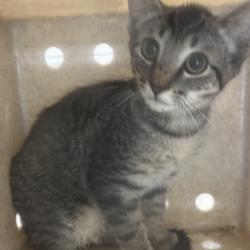 Shelter Stray Female Cat last seen , Animal Care & Control Team of Philly, 111 W Hunting Park Ave, Philadelphia, PA 19140, USA