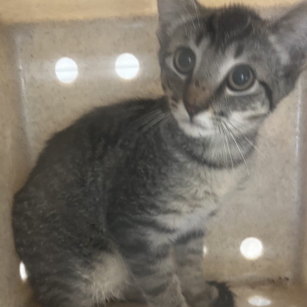 Shelter Stray Female Cat last seen , Animal Care & Control Team of Philly, 111 W Hunting Park Ave, Philadelphia, PA 19140, USA