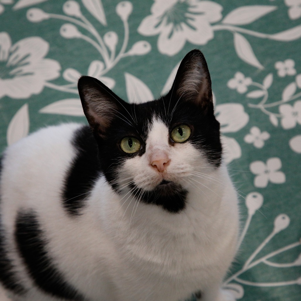 Shelter Stray Female Cat last seen , 3607 N Armenia Ave, Tampa, FL 33607, USA