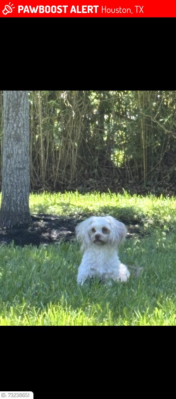 Lost Female Dog last seen reveillie, Houston, TX 77087